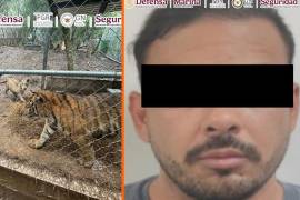 Fuerzas federales detuvieron en Nuevo León a José Antonio “N”, señalado como líder criminal; durante cateos aseguraron armas y siete tigres.
