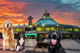 Brigadas de AGATAN recorrerán los accesos a la Basílica para detectar, atender y resguardar a los perros que acompañan las peregrinaciones durante las celebraciones guadalupanas.