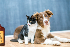 Reportan envenenamiento masivo de mascotas en Yucatán