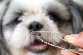 Las garrapatas son pequeños arácnidos, emparentados con las arañas y los escorpiones, que se clasifican como ectoparásitos hematófagos.