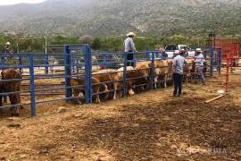 En su Informe Anual de Ganadería y Productos, con proyecciones antes de la detección del brote de gusano barrenador, adelantaron la búsqueda de esta disminución.