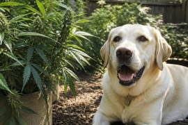 Los veterinarios recomiendan no automedicar a las mascotas con productos derivados del cannabis.