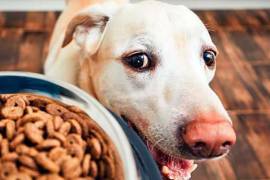 Se invita a la ciudadanía a donar alimento, cobijas o abrigo para mascotas.