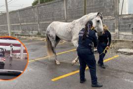 Uno de los caballos fue asegurado por personal policial en el Periférico LEA.