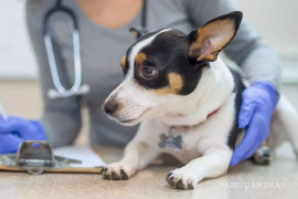 El Cabildo sesionará el próximo 29 de agosto para aprobar la creación del Consejo de Bienestar Animal