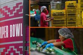 Se proyecta que para el año fiscal de 2025 y 2026 la Unión Americana importaría un millón 134 mil toneladas de aguacate mexicano.