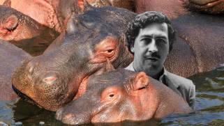 El gobierno de Colombia aprobó sacrificar hipopótamos introducidos por Escobar ante su crecimiento y daño ecológico.
