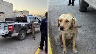 Elementos de seguridad detuvieron a un hombre de más de 80 años tras ser sorprendido en flagrancia, mientras que el animal fue asegurado horas después por personal especializado.