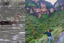 Estos patos salvajes aprovechan un encharcamiento en Brisas, y la cascada en el Cañón de San Lorenzo se revela tras intensas lluvias en la Sierra de Zapalinamé.