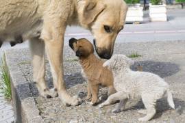 Asociaciones protectoras de animales y el municipio trabajan juntos para identificar áreas con mayor número de perros callejeros y organizar campañas de esterilización y adopción.