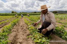 Agricultores coahuilenses enfrentan desafíos adicionales por la falta de apoyo para la reforestación y conservación del suelo.