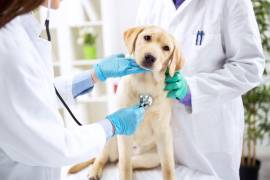 Se estima que este año se alcancen las tres mil esterilizaciones en de perros en Saltillo.