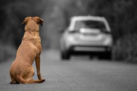 Un perro no entiende de excusas, solo sabe que perdió a la persona que representaba todo su mundo.