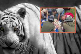 Muere Kenzo, el tigre de Bengala