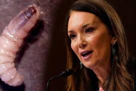 Estados Unidos señaló a los cárteles mexicanos por el avance del gusano barrenador. Autoridades estadounidenses investigan la propagación de la plaga que afecta al ganado.