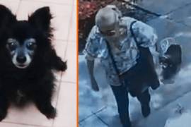 Moni, una perrita de 15 años, fue hallada enterrada tras desaparecer; una mujer fue vinculada a proceso por crueldad animal en Coyoacán, Ciudad de México.