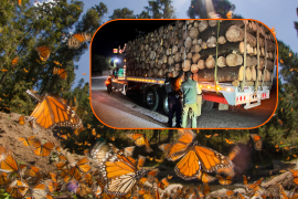 Aseguran transporte por madera ilegal, cerca de la reserva de mariposa monarca en Michoacán