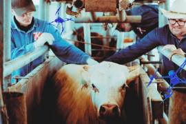 El presidente de la GCMA, Juan Carlos Anaya Castellanos, mencionó que estas medidas también obedecen a la necesidad de Trump de bajar la inflación en la carne de res en Estados Unidos.