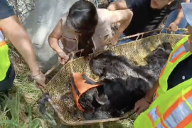Elementos de la Policía Ambiental y corporaciones estatales lograron la captura de un oso negro juvenil tras varios avistamientos registrados en distintos sectores de Saltillo.