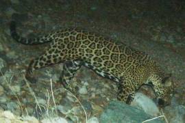 Según Borderlands Linkages este felino es conocido como “El Jefe”, es uno de los jaguares más antiguos registrados a lo largo de la frontera y uno de los pocos que se sabe que cruzó la frontera.