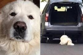 Rocky, el perro cuyo caso generó amplia atención pública tras ser arrastrado por un vehículo, permanece bajo custodia del Ministerio Público mientras continúa el proceso penal.