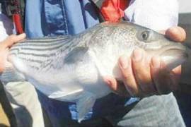 Totoaba, el pez mexicano codiciado por su 'poder' afrodisíaco