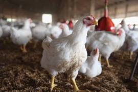Las granjas comerciales de dichos estados no podrán movilizar sus productos avícolas hasta que demuestren que están libres de la influenza AH5N1
