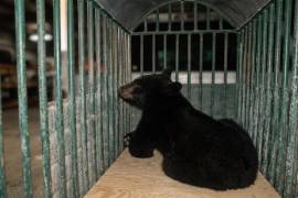 Las autoridades exhortaron a la población a no acercarse ni intentar capturar ejemplares de fauna silvestre y reportar su presencia a los cuerpos de emergencia.