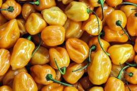 El chile habanero amarillo es el favorito de los mexicanos, según encuesta.