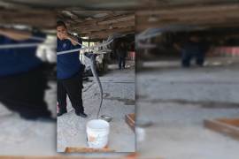 Elementos de Protección Civil y Bomberos de Sabinas utilizaron equipo especializado para retirar a la víbora del domicilio.