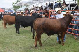 La feria busca fortalecer el sector ganadero y promover la genética bovina.