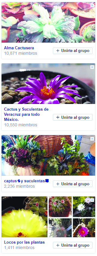 $!Impune el tráfico de cactus en Coahuila