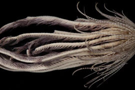 El nombre de la nueva especie es Promachocrinus fragarius y pertenece al grupo de estrellas de mar. Vive entre los 60 y los 3.840 metros de profundidad