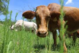 Expertos señalan que la Técnica del Insecto Estéril es insuficiente actualmente debido a un déficit del 80% en la producción de moscas estériles.