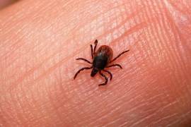 Autoridades de Salud tomaron muestras para determinar si la muerte de una menor en Torreón fue causada por rickettsia.