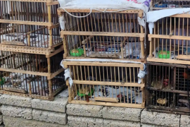 Las aves fueron trasladadas a un centro especializado para su resguardo y atención.