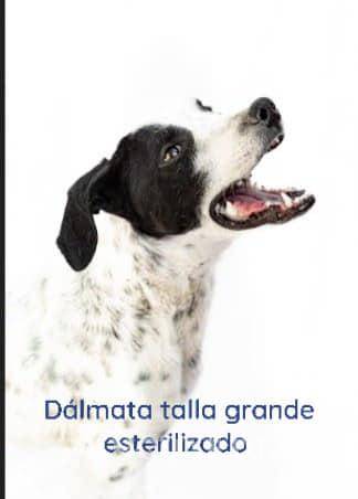 Saltillo: ¿has visto estos perritos? Asaltan a Fundación Lomitos al Rescate y varios se perdieron