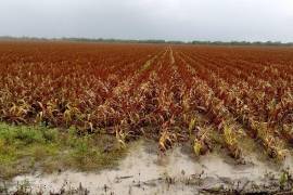 A pesar de este golpe a su producción y al problema de inseguridad que vive Sinaloa, su producción agroalimentaria es bien valorada a nivel mundial.