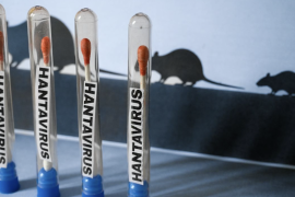 Autoridades sanitarias confirmaron la presencia de la cepa andina de hantavirus en pasajeros evacuados de un crucero que partió de Argentina.