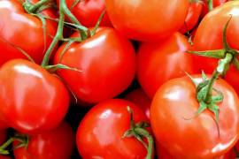Conflicto por tomate con Estados Unidos se encuentra estancado