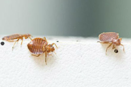 Detectar a tiempo una plaga de chinches puede salvar tu hogar de una invasión incontrolable.