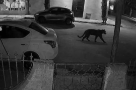 Pantera negra escapa de una finca en Lerdo, Durango, y ataca a una mujer.