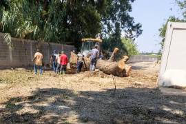 En las imágenes compartidas se observa el uso de maquinaria durante los trabajos para retirar el árbol.