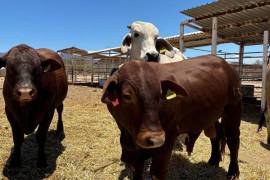 Personal del USDA APHIS lleva a cabo recorridos en distintos puntos del estado para supervisar las medidas de sanidad animal aplicadas en la movilización y manejo del ganado.