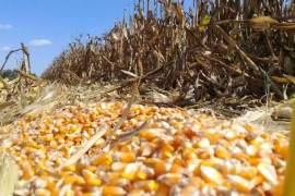 Datos del Grupo Consultor de Mercados Agrícolas apuntan a que se triplicó la importación pese a que se busca no depender de otros mercados | Foto: Especial