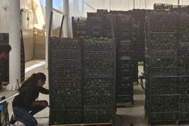 La procesadora de aceite de aguacate llegó a Sabinas con el anuncio de una inversión millonaria para reactivar las antiguas instalaciones de ECCSA.
