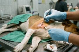 Autoridades llaman a extremar cuidados y vigilar heridas en animales para evitar la propagación.