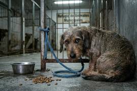 Vecinos de la colonia Occidental denunciaron el presunto maltrato de “Mabel”.