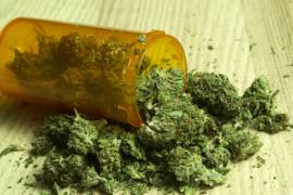 Conadic, ‘sin impedimentos’ a uso de mariguana medicinal