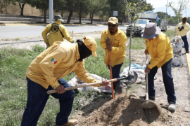 Trabajadores municipales realizan la plantación de los encinos entregados como parte de la compensación ambiental.